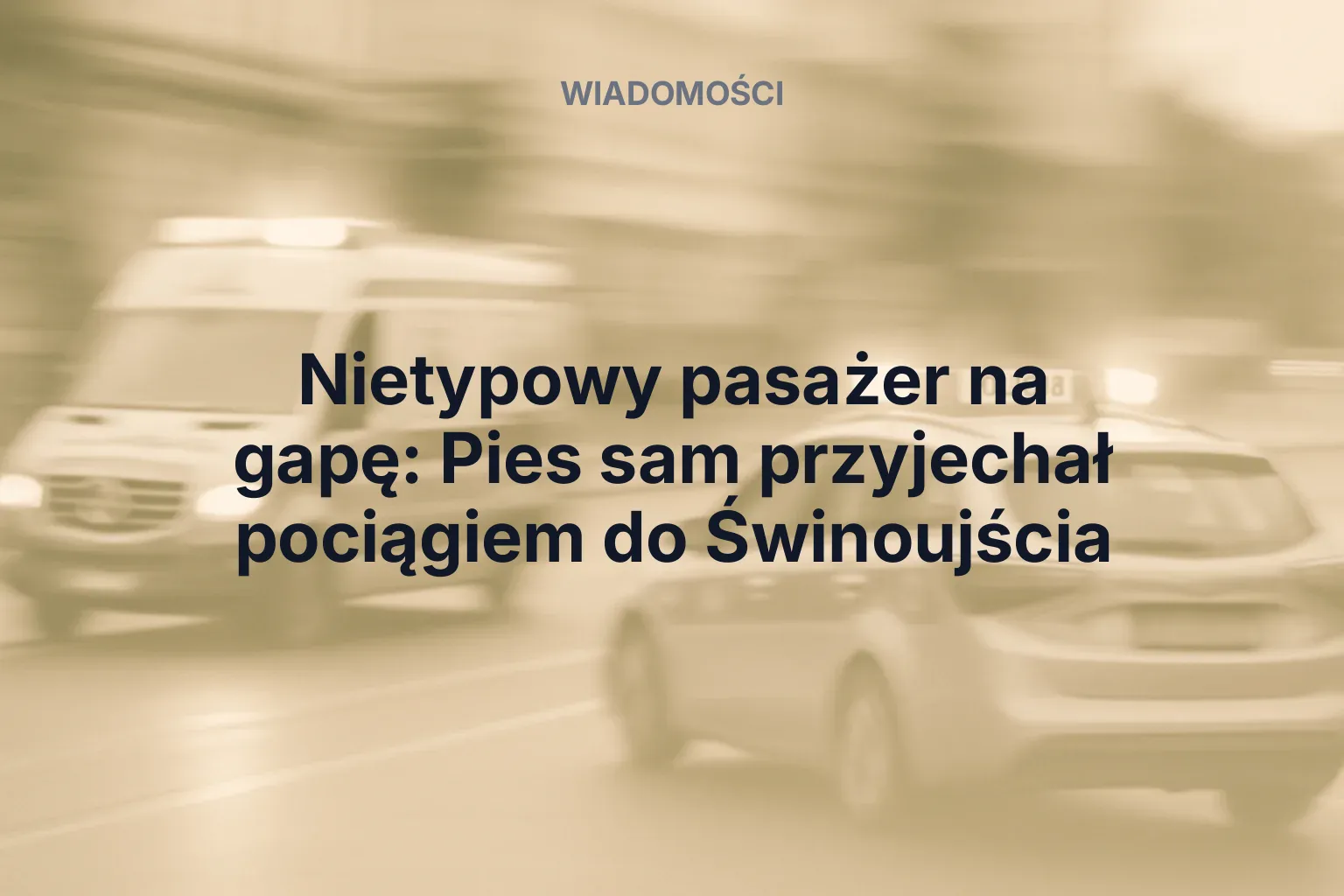 Miniatura: Nietypowy pasażer na gapę: Pies sam przyjechał pociągiem do Świnoujścia